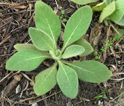 Mullein Herbal Pre Rolls